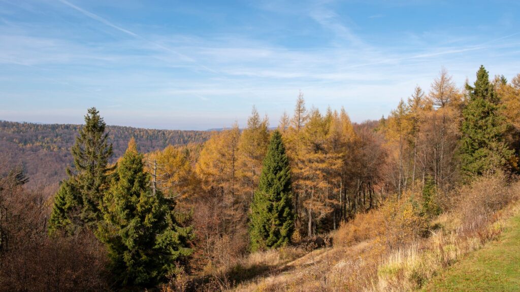 Camping Beskid Sądecki